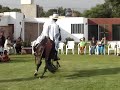 chalan-fidel-caballo-de-paso-peruano.html