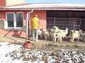 ciobanesti mioritici ciobanesti mioritici