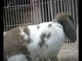 Adopt a Bunny \"Daisy\" MSPCA Springfield Adopt a Bunny \"Daisy\" MSPCA Springfield
