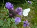 videos de flowers 4 MS