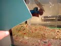 betta smaragdina de Nime