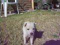 Choka nueva raza: 