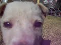 Choka nueva raza: 