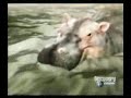 hippoppotamo vs tiburon toro