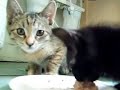Hungry Kittens