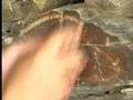Touchstone: The Rock Art of the Coa Valley
