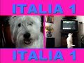 Westy Tv Italia 1 -west highland white terrier- O. Trevisan