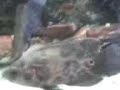Ciclideos Americanos Jumbos