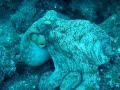 Common octopus Common octopus