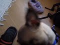 Sleepy Spudgy SK 01