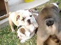Video de cachorros BullDogs