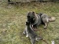 ciobanesc caucazian 7,5 luni jucandu-se cu Husky 2 luni