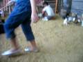 videos de abby feeding guinea pigs and rabbits.part 1