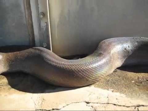 www.YouTubeBooster.net - Olha esse aí brincando de cinegrafista do Animal Planet...