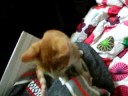 kleine tommie is nog stout kleine tommie is nog stout