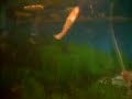 Blond Feeding Fishes with a Wet Tee Shirt On.