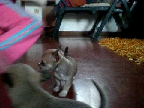 Guarda video cuccioletti chihuahua