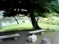 花の旧芝離宮恩賜庭園：その２:YouTube閲覧数=22回
