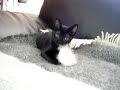 Bombay Kittens playing
