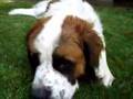 Emmett-three-legged-