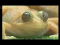 Transparent Frog