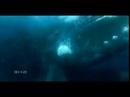 right-wales-mating.html