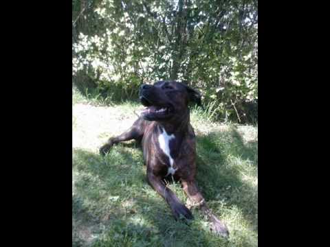 pitbull croisé rottweiler