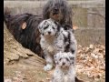 Our puppies Our puppies