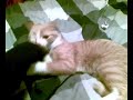castration = revenge!!! castration = revenge!!!