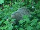 Badger in my garden
