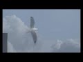 2008 KLKL Mooie vogel in de lucht