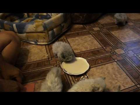 Когда приучать котенка есть самостоятельно Когда приучать котенка есть самостоятельно
