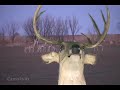 Boone & Crocket Big Rack Buck Boone & Crocket Big Rack Buck
