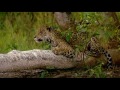 Jaguar vs Caiman