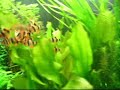 Barbos de sumatra comiendo Barbos de sumatra comiendo
