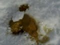 Bad Wardogg