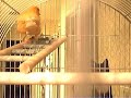 Trebor the Canary Trebor the Canary