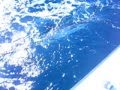 Sailfish Caught and released out of Stuart Florida DEC 8. 2008