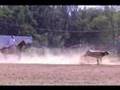 Awesome Team Roping at the MRA Finals