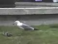 Uccello carnivoro