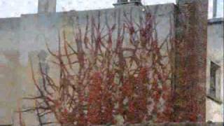 timelapse vines no.2
