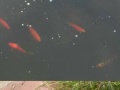 My Pond