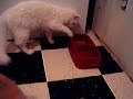 FUNNY EATING