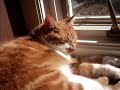 5006apple's Pets