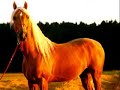 my-montage-51108.html