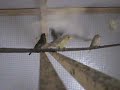 verderones mutados del moy aracena.AVI