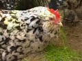 poule de race Mantes