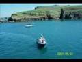 Springtime on Skomer