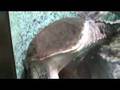 カミツキガメ（井の頭自然文化園 水生物館）２:YouTube閲覧数=512回