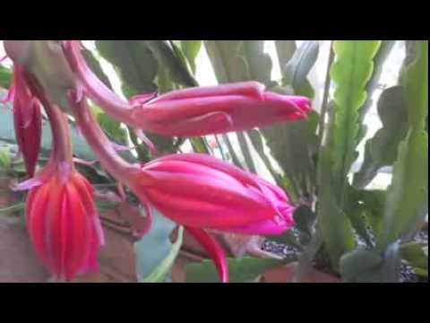 how to fertilize epiphyllum plants